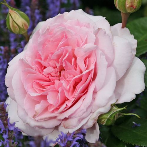 E-commerce, vendita, rose, in, vaso rose nostalgiche - rosa - Rosa Alexandra - Princesse de Luxembourg ® - rosa dal profumo discreto - W. Kordes’ Söhne® - ,-